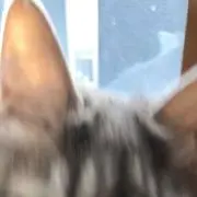 kancz