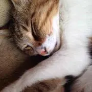 トラタム