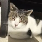 ゆき