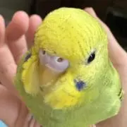 さくもみつくし