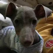 まきぴー
