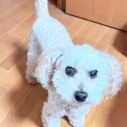 アキラ