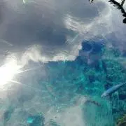 korinの画像