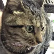 ヒカル
