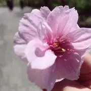 ぱあ子の画像