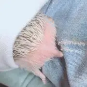 たま