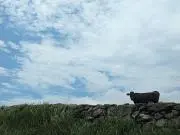 コロコロの画像