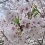 ニャンちゅうだにゃんの画像