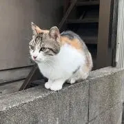 ねこの画像