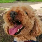 しのぶの画像