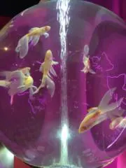 うたたね夢子【プロフ確認お願い致します】の画像