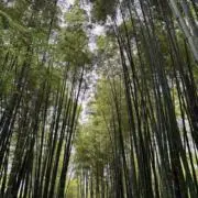クマスターの画像