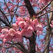 エリンギ5