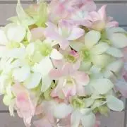 ゆいの画像