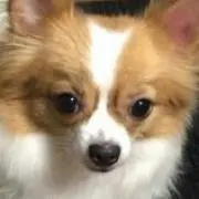 チロ子の画像