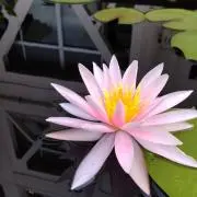 花·花の画像