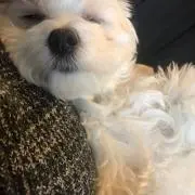 まるの画像