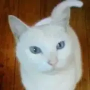 ながれこみの画像