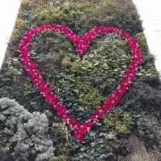 MAYの画像