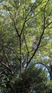 キャノの画像