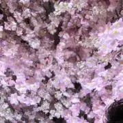 Nの画像