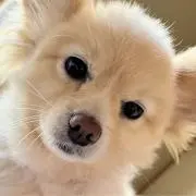 Sachi