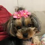 もも