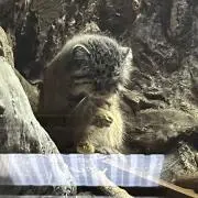 りおんの画像