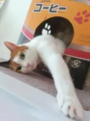 あさりの画像