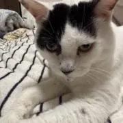 うるぶしの画像