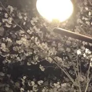 ねこの人の画像