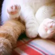 ゆの画像