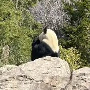 クマっ子の画像