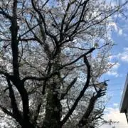 ルビー
