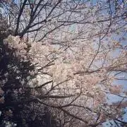 Karenの画像