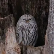だっちの画像