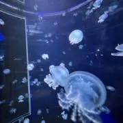 とまとの画像