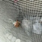 なおちん