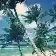 Aloha(*´▽`*)の画像