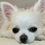 ぴしゃこの画像