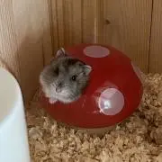 たーすの画像