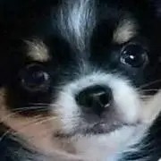 琥珀☆"