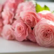 Myu☆(プロフご一読ください)