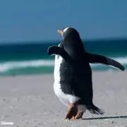ペンタゴン