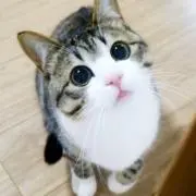 雪玉の画像