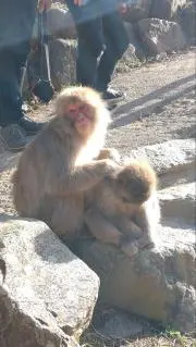さるすけたろうの画像
