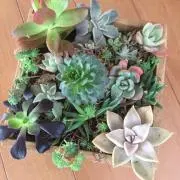 ぶうの画像