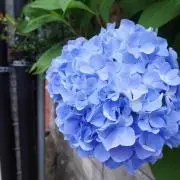 シーナ