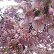 ななな