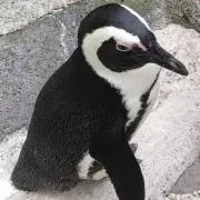 sancheの画像